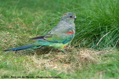 Mulga ParrotPsephotellus varius
