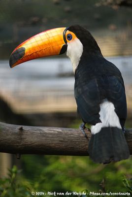 Toco ToucanRamphastos toco ssp.