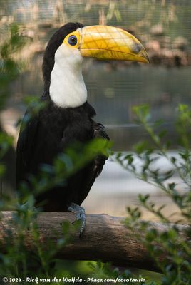 Toco ToucanRamphastos toco ssp.
