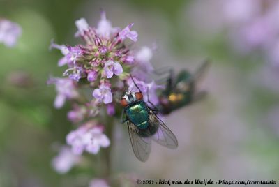 (Green Bottle Fly)Lucilia sericata