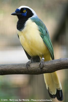 Inca JayCyanocorax yncas ssp.