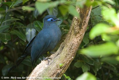 Blue CouaCoua caerulea