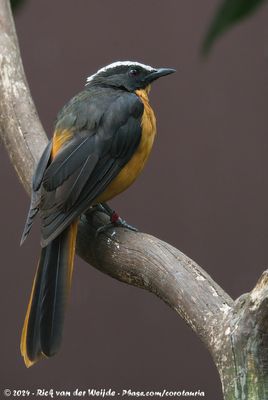 White-Crowned Robin-ChatCossypha albicapillus ssp.