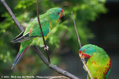 Swift ParrotLathamus discolor