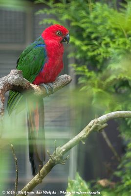 Moluccan King ParrotAlisterus amboinensis buruensis