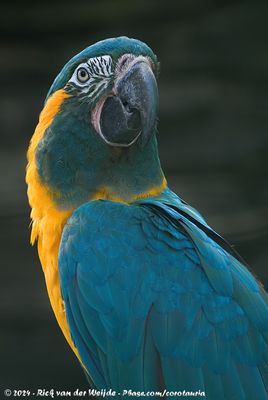 Blue-Throated MacawAra glaucogularis