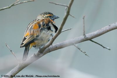 Black-Winged Red BishopEuplectes hordeaceus ssp.