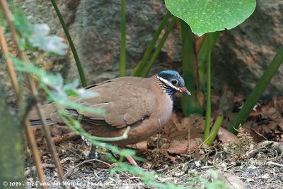 Blue-Headed Quail-DoveStarnoenas cyanocephala