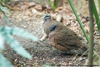 Blue-Headed Quail-DoveStarnoenas cyanocephala