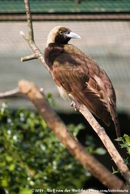 Raggiana Bird-Of-ParadiseParadisaea ragiana ssp.