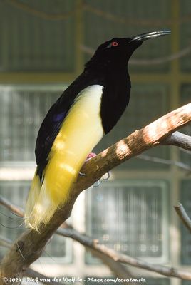Twelve-Wired Bird-Of-ParadiseSeleucidis melanoleuca