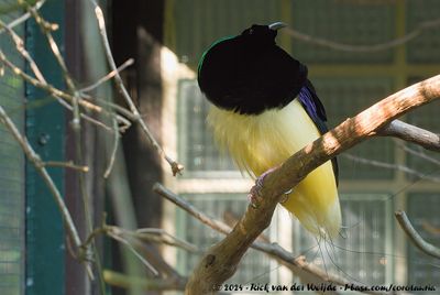 Twelve-Wired Bird-Of-ParadiseSeleucidis melanoleuca