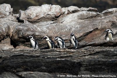 African PenguinSpheniscus demersus