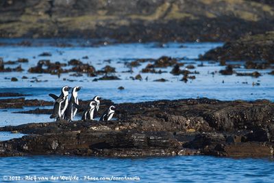 African PenguinSpheniscus demersus