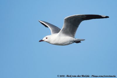 Hartlaub's GullChroicocephalus hartlaubii