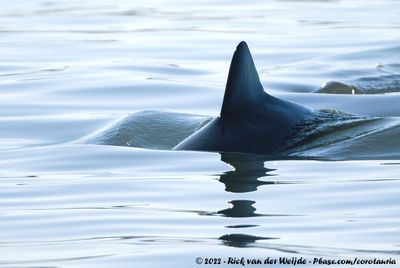 Heaviside's DolphinCephalorhynchus heavisidii
