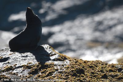 Cape Fur SealArctocephalus pusillus pusillus
