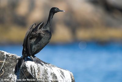 Bank CormorantPhalacrocorax neglectus