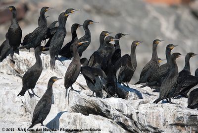 Cape CormorantPhalacrocorax capensis