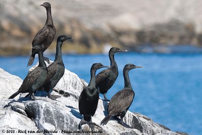 Bank CormorantPhalacrocorax neglectus