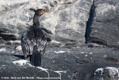 Crowned CormorantMicrocarbo coronatus