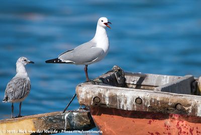 Hartlaub's GullChroicocephalus hartlaubii