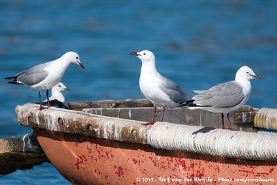 Hartlaub's GullChroicocephalus hartlaubii