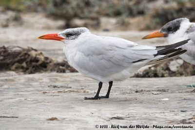 Caspian TernHydroprogne caspia
