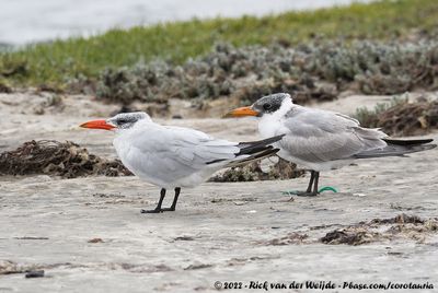Caspian TernHydroprogne caspia