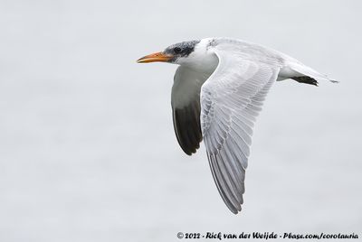 Caspian TernHydroprogne caspia