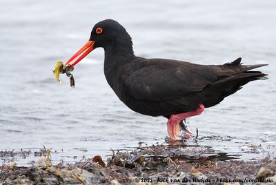 African Oystercatcher (Afrikaanse Zwarte Scholekster)