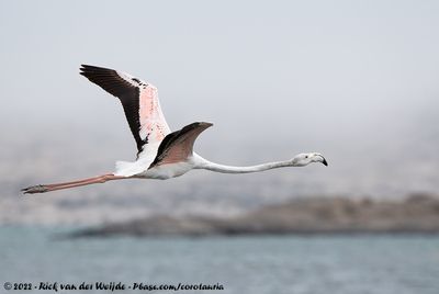 Greater FlamingoPhoenicopterus roseus