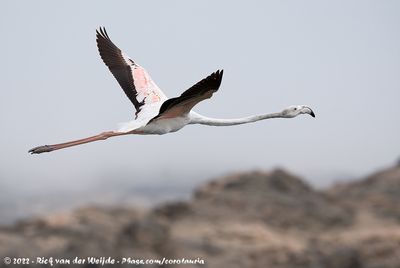 Greater FlamingoPhoenicopterus roseus