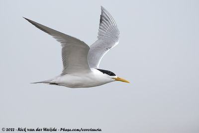 Greater Crested Tern (Grote Kuifstern)