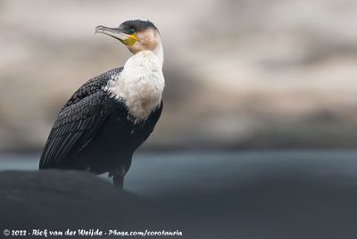 White-Breasted CormorantPhalacrocorax carbo lucidus