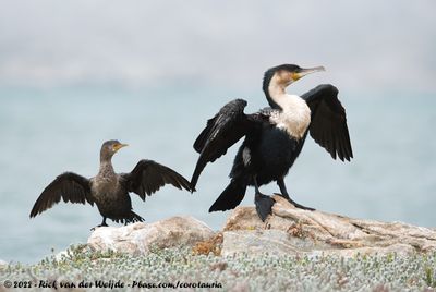 Crowned CormorantMicrocarbo coronatusand White-Breasted CormorantPhalacrocorax lucidus