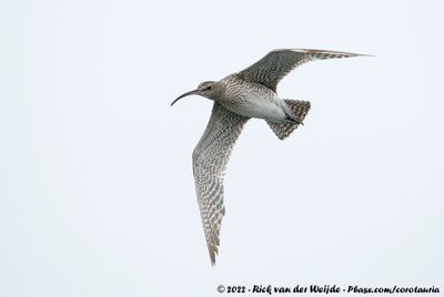 Eurasian WhimbrelNumenius phaeopus phaeopus
