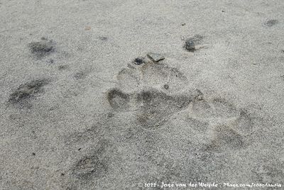 Pawn Prints of unknown species
