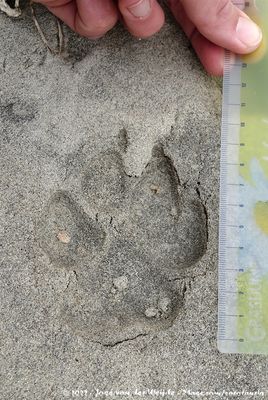 Pawn Prints of Brown Hyena