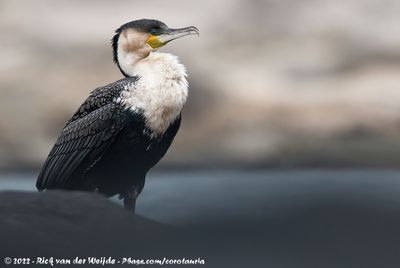 White-Breasted CormorantPhalacrocorax carbo lucidus