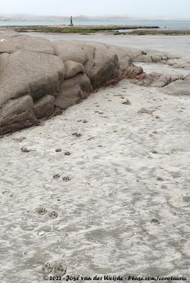 Tracks in the sand
