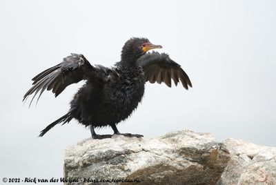 Crowned CormorantMicrocarbo coronatus