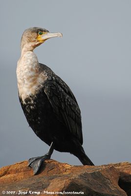 White-Breasted CormorantPhalacrocorax lucidus