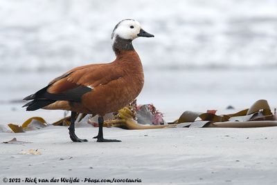 South African ShelduckTadorna cana