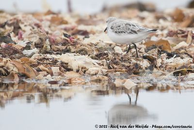 SanderlingCalidris alba alba