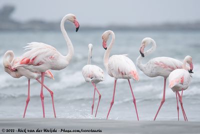 Greater FlamingoPhoenicopterus roseus