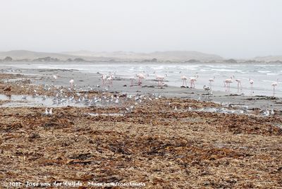 Birds feeding frenzy on washed up kelp