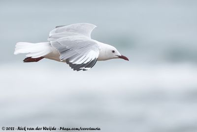 Hartlaub's GullChroicocephalus hartlaubii