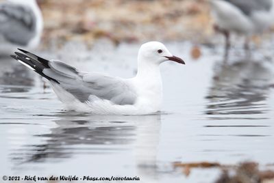 Hartlaub's GullChroicocephalus hartlaubii