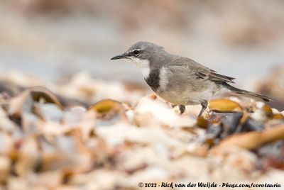 Cape WagtailMotacilla capensis capensis